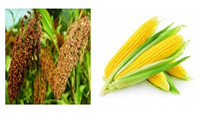 Sorghum