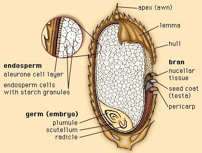 rice grain.jpg